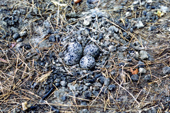 Vanellus senegallus