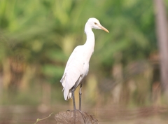 Bubulcus ibis