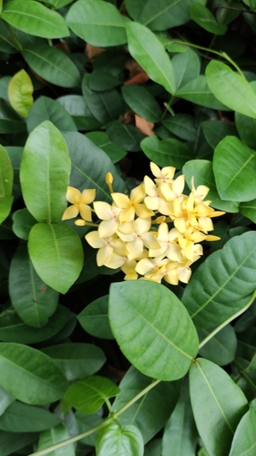 Ixora chinensis