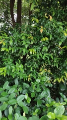 Syzygium myrtifolium