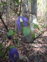 Clematis occidentalis grosseserrata