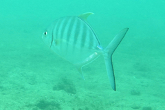 Ferdauia ferdau