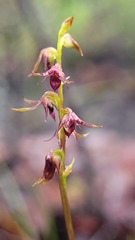 Genoplesium filiforme