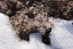 Nestotus stenophyllus