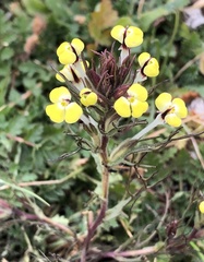 Triphysaria eriantha