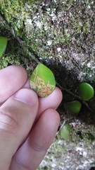 Philocryptica polypodii
