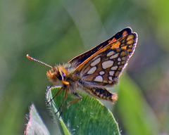 Carterocephalus skada