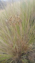 Lomatium rollinsii