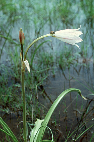 Crinum macowanii image