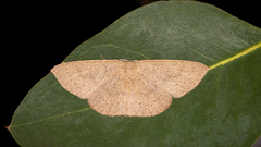 Cyclophora obstataria
