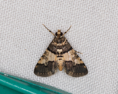Nacoleia mesochlora