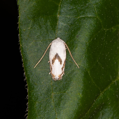 Opostegoides gephyraea