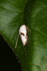 Opostegoides gephyraea
