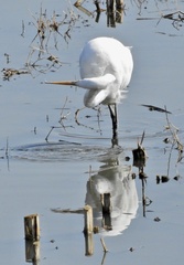 Ardea alba