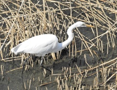 Ardea alba