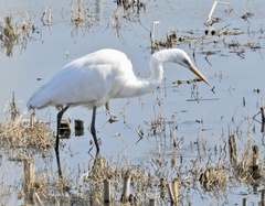 Ardea alba