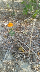 Adenophyllum aurantium