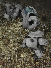 Gerronema waikanaense