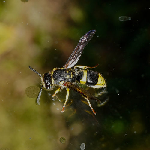 Photo of European tube wasp (Ancistrocerus gazella)