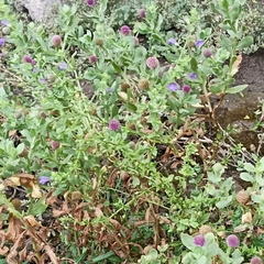 Sphaeranthus indicus