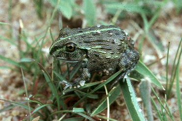 Giant African Bullfrog