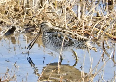 Gallinago gallinago