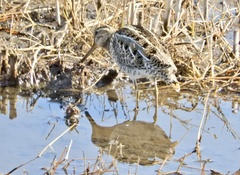 Gallinago gallinago