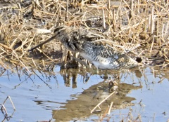 Gallinago gallinago
