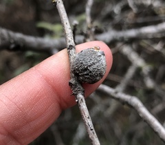 Disholcaspis simulata