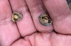 Disholcaspis simulata