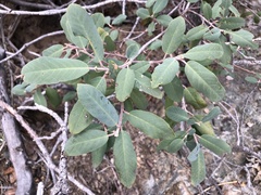Frangula californica tomentella