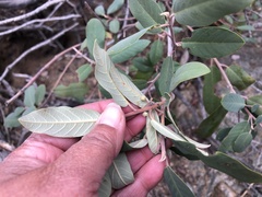 Frangula californica tomentella