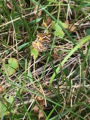 Chrysolarentia polycarpa