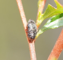 Coraebini