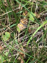 Chrysolarentia polycarpa
