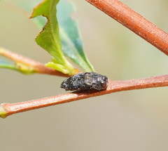 Coraebini