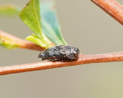 Coraebini