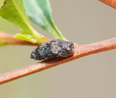 Coraebini