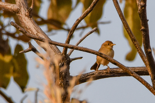Dorst's Cisticola (Cisticola guinea), photo 9