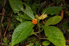 Chrysothemis friedrichsthaliana