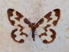 Lomaspilis bithynica