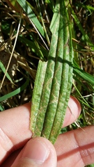 Phytomyza plantaginis