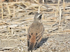 Turdus eunomus