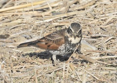 Turdus eunomus