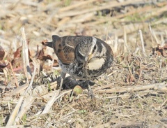 Turdus eunomus