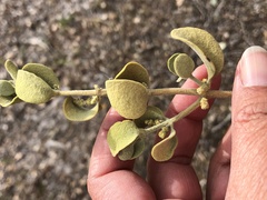 Phoradendron leucarpum tomentosum