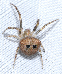 Araneus montereyensis