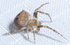 Araneus montereyensis