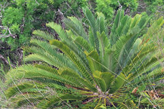 Encephalartos longifolius