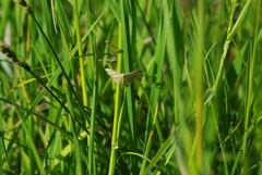 Idaea pallidata